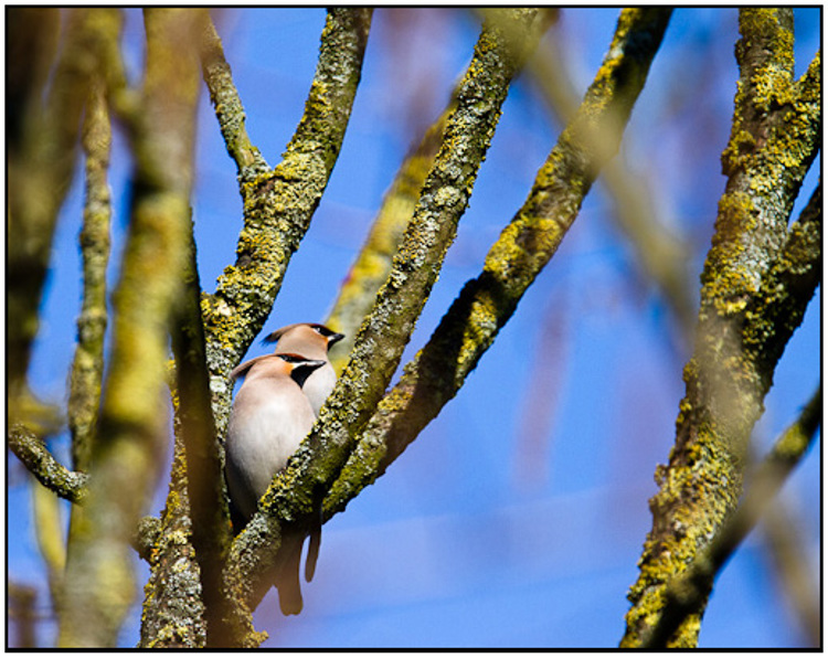 2011-03-07 - Twee Pestvogels in de boom<br/>Park bij Boterslootweg - Wijk bij Duurstede - Nederland<br/>Canon EOS 7D - 420 mm - f/4.0, 1/4000 sec, ISO 400