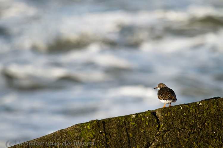 2011-12-30 - Steenloper<br/>Zuidpier en strand - IJmuiden - Nederland<br/>Canon EOS 7D - 400 mm - f/6.3, 1/1600 sec, ISO 400