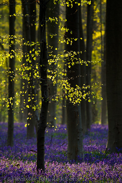 2012-04-16 - Beukenboom in het zonlicht<br/>Hallerbos - Halle - Belgie<br/>Canon EOS 7D - 340 mm - f/5.6, 0.01 sec, ISO 200