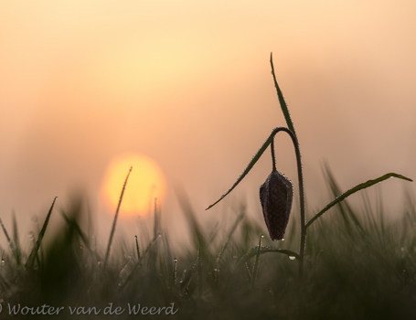 Kievitsbloemen Kievitsbloemen