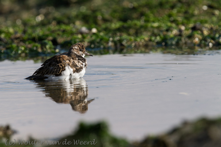 2013-10-07 - Zo, dat is weer stukken beter<br/>Strand bij Pier van IJmuiden - IJmuiden - Nederland<br/>Canon EOS 7D - 420 mm - f/5.6, 1/1600 sec, ISO 400