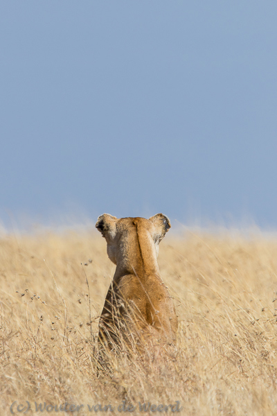 2015-10-21 - Mooi streepje op de kop<br/>Serengeti - Tanzania<br/>Canon EOS 7D Mark II - 420 mm - f/5.6, 1/1000 sec, ISO 125