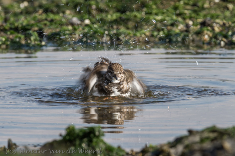2013-10-07 - Even uitschudden<br/>Strand bij Pier van IJmuiden - IJmuiden - Nederland<br/>Canon EOS 7D - 420 mm - f/11.0, 1/125 sec, ISO 100