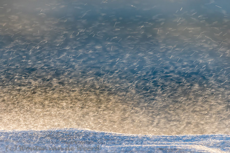 2018-01-07 - Zandkorrels - voortgeblazen door de harde wind <br/>Strand - St. Maartenszee - Nederland<br/>Canon EOS 7D Mark II - 400 mm - f/5.6, 1/320 sec, ISO 400