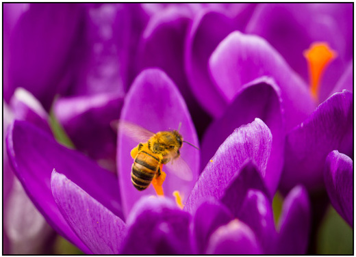 2011-03-14 - Busy bee bij de kokus<br/>Zeist - Nederland<br/>Canon EOS 7D - 100 mm - f/4.0, 1/160 sec, ISO 200