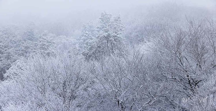 2023-01-20 - Uitzicht van bovenaf uitkijktoren De Kaap op de besneeuwde bomen<br/>Kaapse Bossen - Doorn - Nederland<br/>Canon EOS R5 - 70 mm - f/5.6, 1/200 sec, ISO 800