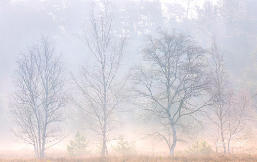 2021-03-24 - Dansende bomen in de mist<br/>Brunsummerheide - Brunssum - Nederland<br/>Canon EOS 5D Mark III - 200 mm - f/8.0, 1/125 sec, ISO 100