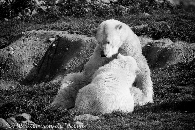 2011-09-25 - Toch nog even lekker melk bij mam's drinken<br/>Diergaarde Blijdorp - Rotterdam - Nederland<br/>Canon EOS 7D - 300 mm - f/5.0, 1/1250 sec, ISO 200