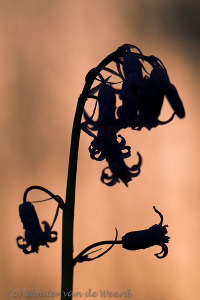 2012-04-16 - Wilde hyacint in warm tegenlicht<br/>Hallerbos - Halle - Belgie<br/>Canon EOS 7D - 100 mm - f/5.0, 1/640 sec, ISO 400