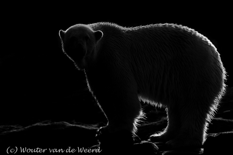 2011-09-25 - Ijsbeer in tegenlicht<br/>Diergaarde Blijdorp - Rotterdam - Nederland<br/>Canon EOS 7D - 300 mm - f/5.0, 1/4000 sec, ISO 200