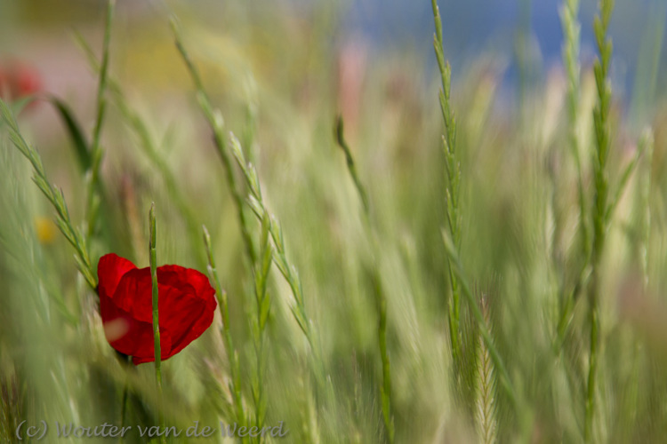 2012-04-30 - Klaproos in het groen<br/>Lesbos - Griekenland<br/>Canon EOS 7D - 105 mm - f/4.0, 1/1250 sec, ISO 200