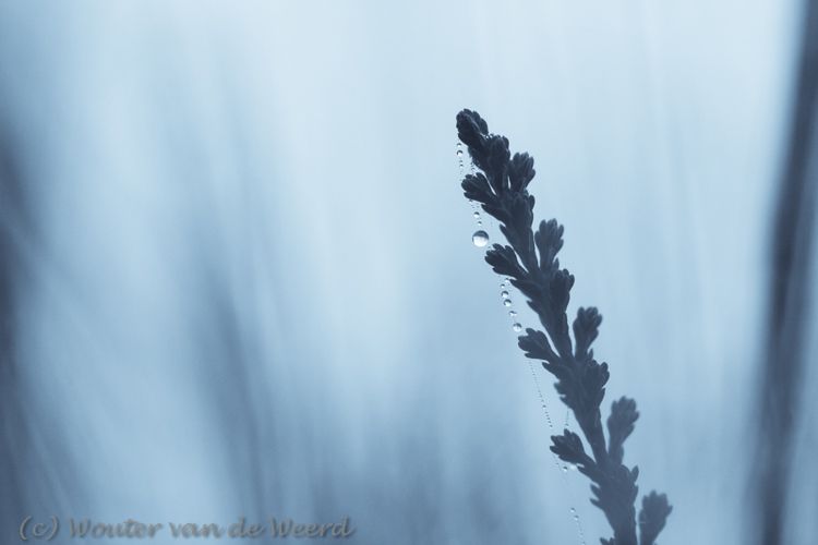 2012-11-19 - Parelkettinkje van waterdruppels<br/>Plantage Willem III - Elst - Nederland<br/>Canon EOS 7D - 100 mm - f/4.0, 1/800 sec, ISO 400
