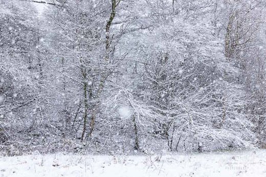 2023-01-20 - Sneeuw en nog eens sneeuw<br/>Kaapse Bossen - Doorn - Nederland<br/>Canon EOS R5 - 70 mm - f/5.6, 1/200 sec, ISO 1600