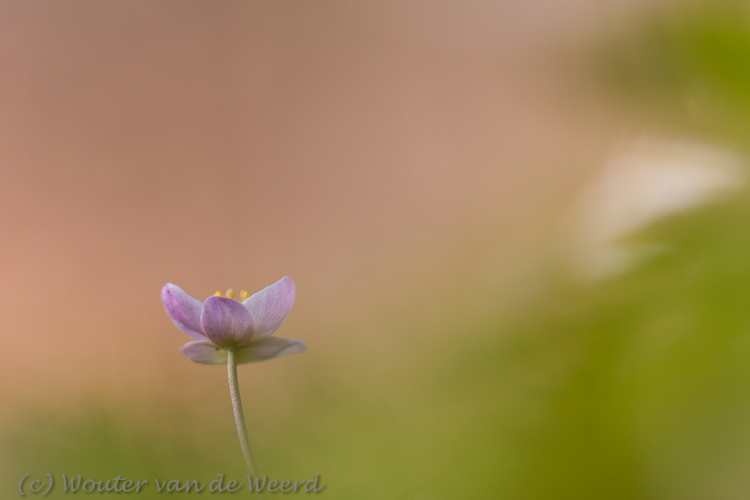 2012-03-22 - Bosanemoontje<br/>Landgoed Amelisweerd - Bunnik-Utrecht - Nederland<br/>Canon EOS 7D - 100 mm - f/2.8, 1/800 sec, ISO 200