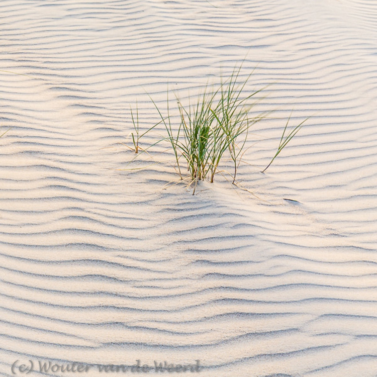2018-08-08 - Zandstructuur en helmgras<br/>Strand - Vlieland - Nederland<br/>Canon EOS 5D Mark III - 70 mm - f/16.0, 1/13 sec, ISO 400