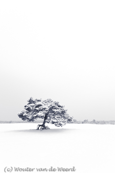 2017-02-12 - Eenzame vliegden in de sneeuw<br/>De Lange Duinen - Soest - Nederland<br/>Canon EOS 5D Mark III - 16 mm - f/5.6, 1/160 sec, ISO 400