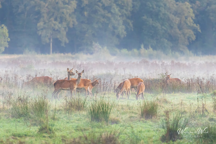 2024-09-28 - Hindes in een mistig veld<br/>Weerterbos - Nederweert - Nederland<br/>Canon EOS R6m2 - 400 mm - f/5.6, 1/60 sec, ISO 6400