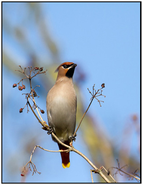 2011-03-07 - Pestvogel in de bessenstruik<br/>Park bij Boterslootweg - Wijk bij Duurstede - Nederland<br/>Canon EOS 7D - 420 mm - f/4.0, 1/4000 sec, ISO 400