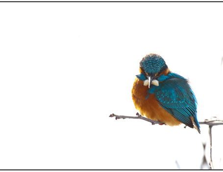 Ijsvogel Ijsvogel