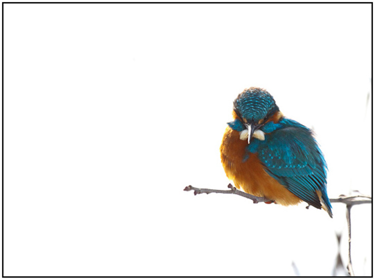 2010-01-31 - IJsvogel (Alcedo atthis) in high-key<br/>Polder Arkemheen - Nijkerk - Nederland<br/>Canon EOS 50D - 400 mm - f/5.6, 1/1250 sec, ISO 800