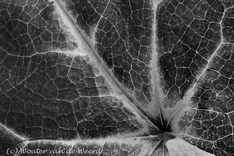 2011-11-13 - Herfstblad (Elfenbloem - Epimedium) in zwart-wit<br/>Thuis - Zeist - Nederland<br/>Canon EOS 7D - 100 mm - f/22.0, 0.6 sec, ISO 200
