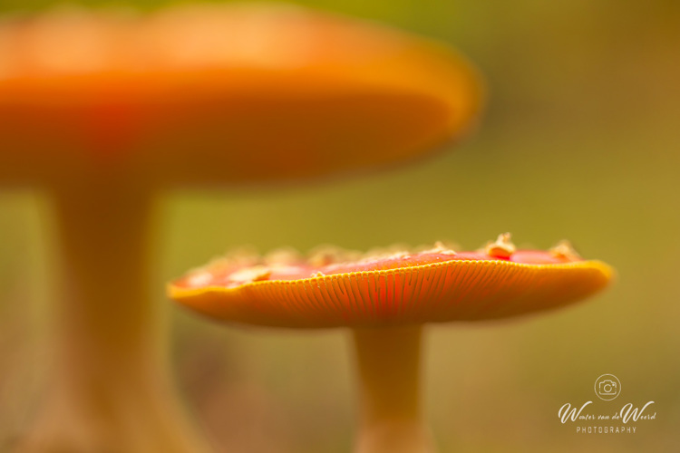 2025-10-10 - Vliegenzwammen<br/>Krakelingsebos - Zeist - Nederland<br/>Canon EOS R5 - 100 mm - f/3.2, 0.01 sec, ISO 400