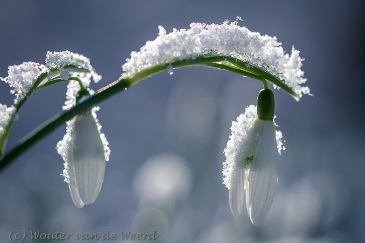 2013-02-10 - Sneeuwklokjes met sneeuwrandje<br/>Landgoed Amelisweerd - Bunnik - Nederland<br/>Canon EOS 7D - 100 mm - f/4.0, 1/800 sec, ISO 200