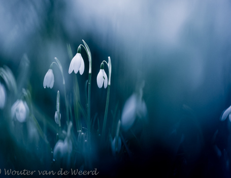 Sneeuwklokjes
