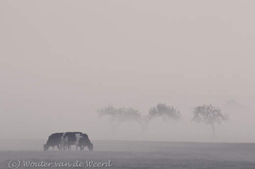 2011-11-19 - Koeien in de mist<br/>Langbroek - Nederland<br/>Canon EOS 7D - 210 mm - f/8.0, 1/160 sec, ISO 400