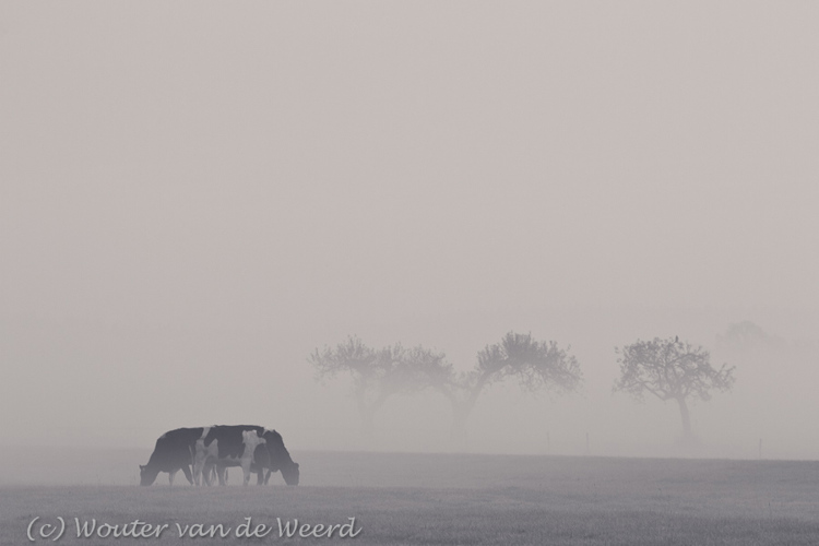 2011-11-19 - Koeien in de mist<br/>Langbroek - Nederland<br/>Canon EOS 7D - 210 mm - f/8.0, 1/160 sec, ISO 400